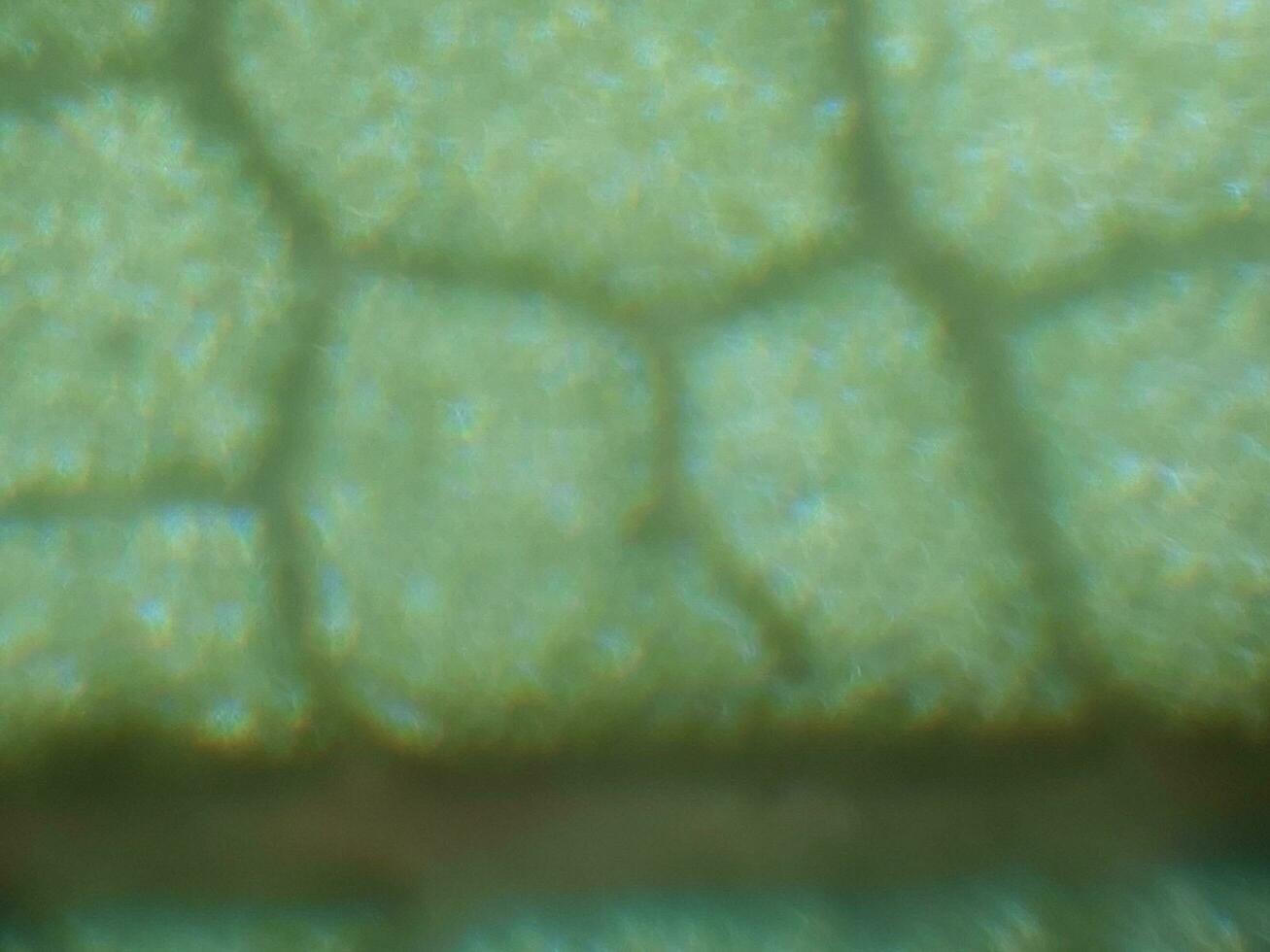 mikroskopisk fotografi av biologisk objekt foto