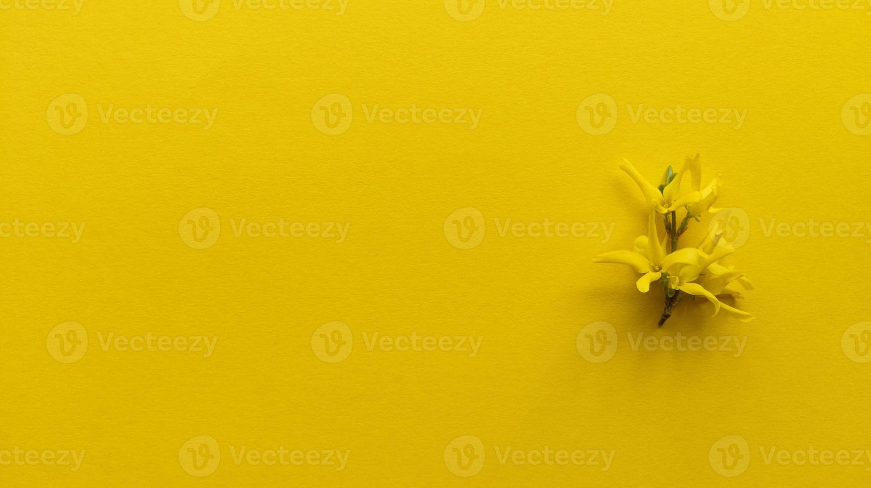 gul blomma forsythia maluch på gul bakgrund monokrom enkel platt låg med pastell textur mode eco koncept stock foto