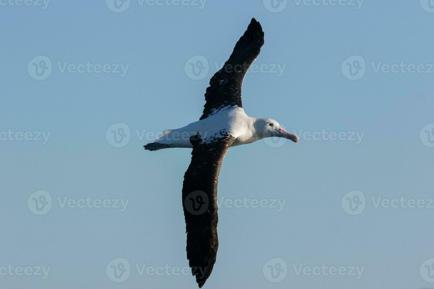 nordlig kunglig albatross foto