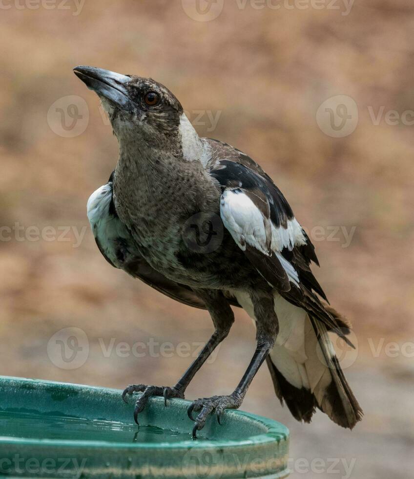 australiensisk skata i Australien foto