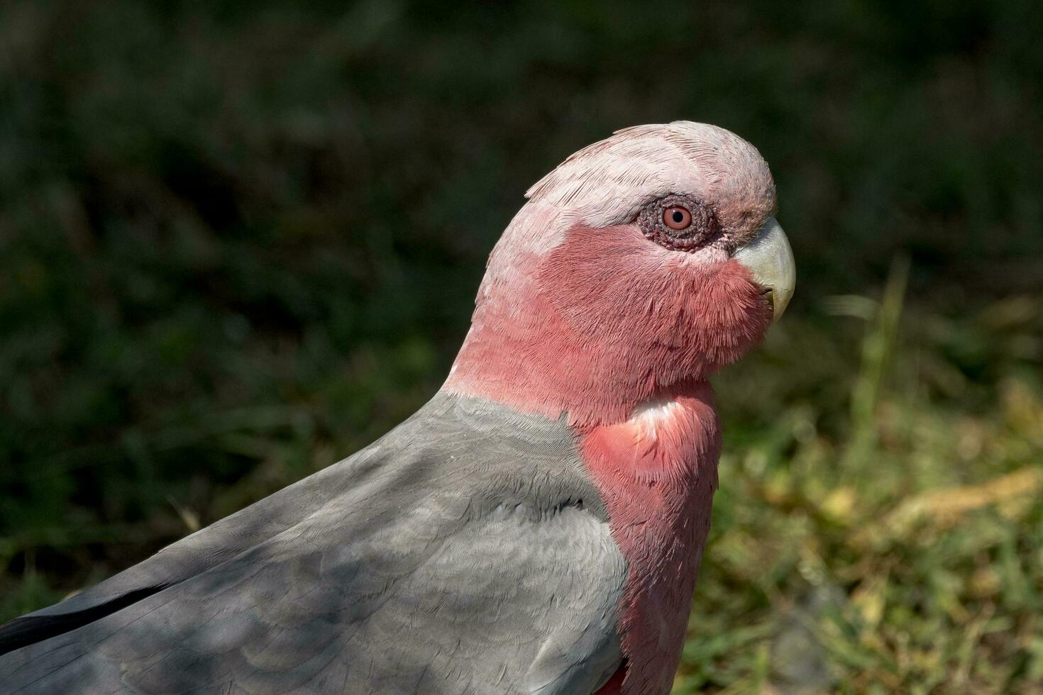 galah kakadua i Australien foto