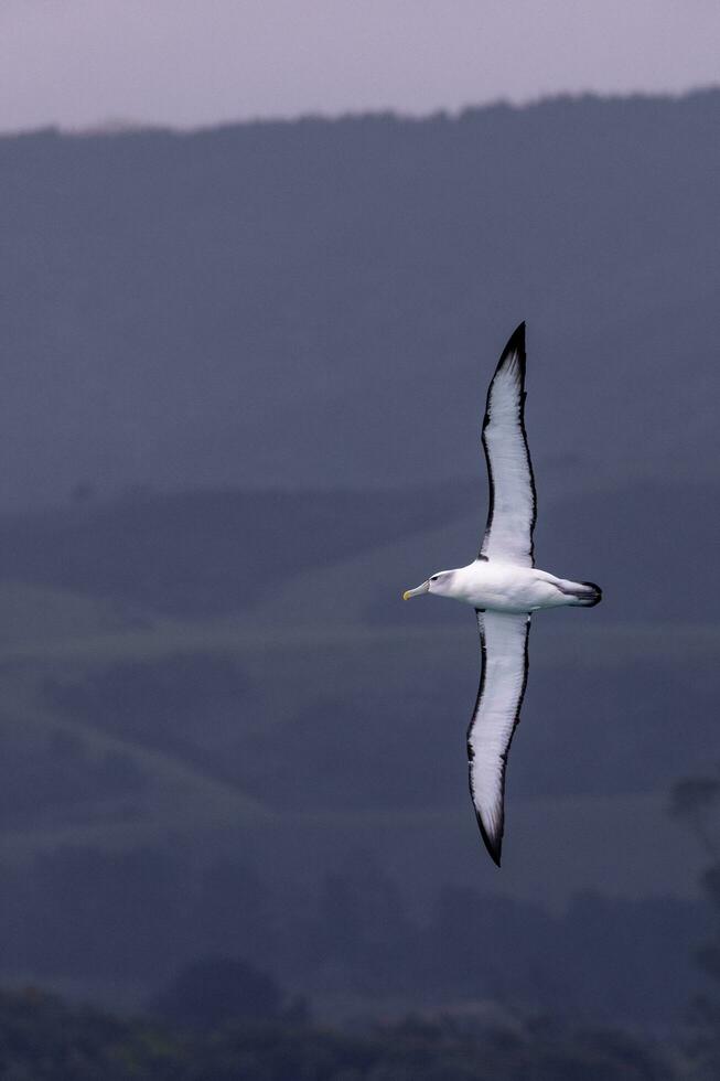 vitklädd mollymawk albatross foto