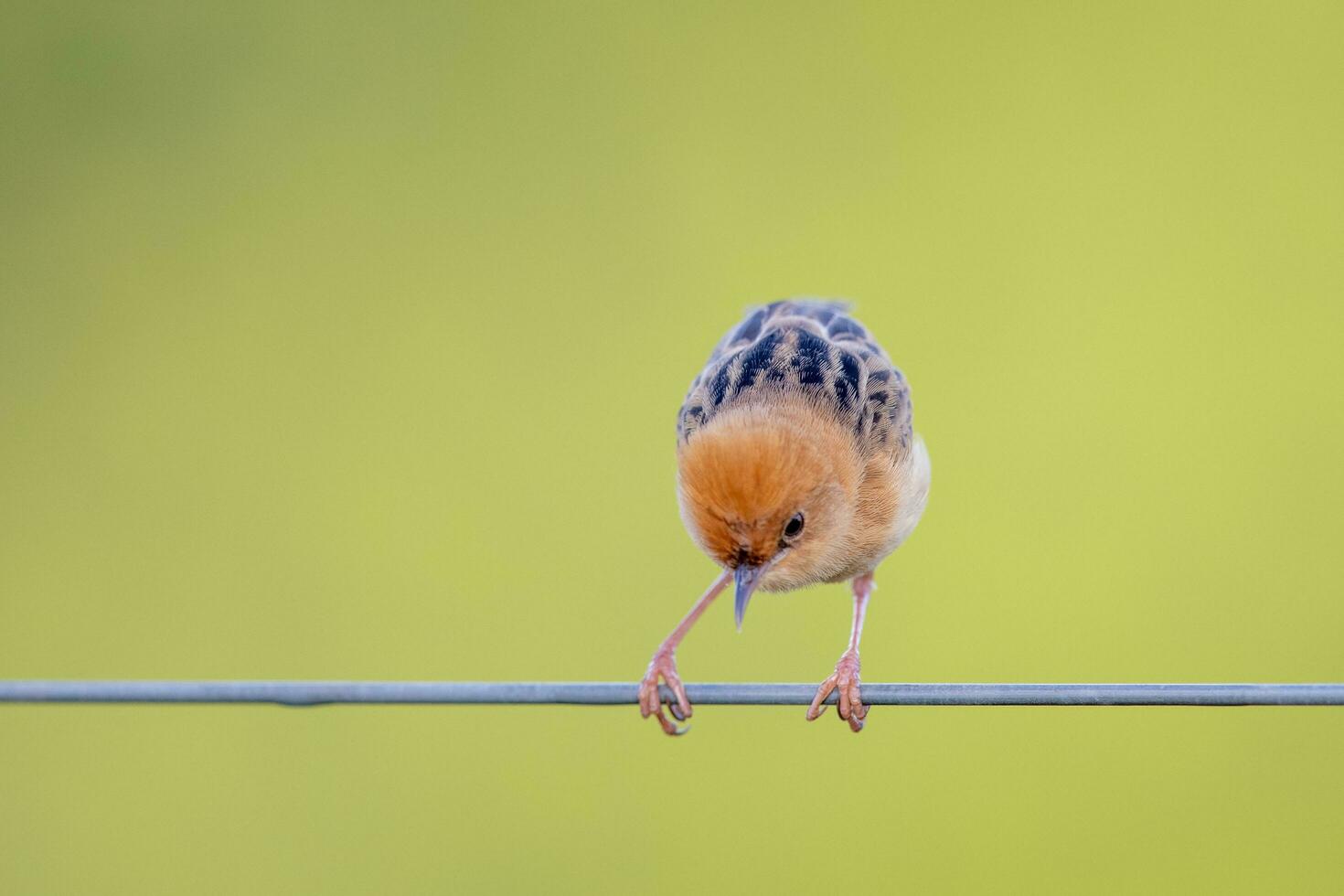 guldhårig cisticola i Australien foto