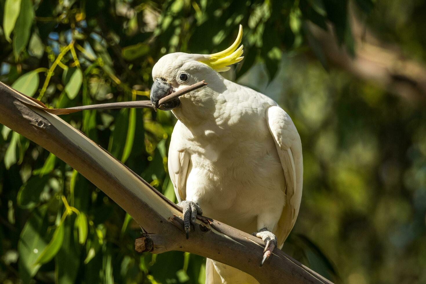 svavelkrig kakadua i Australien foto