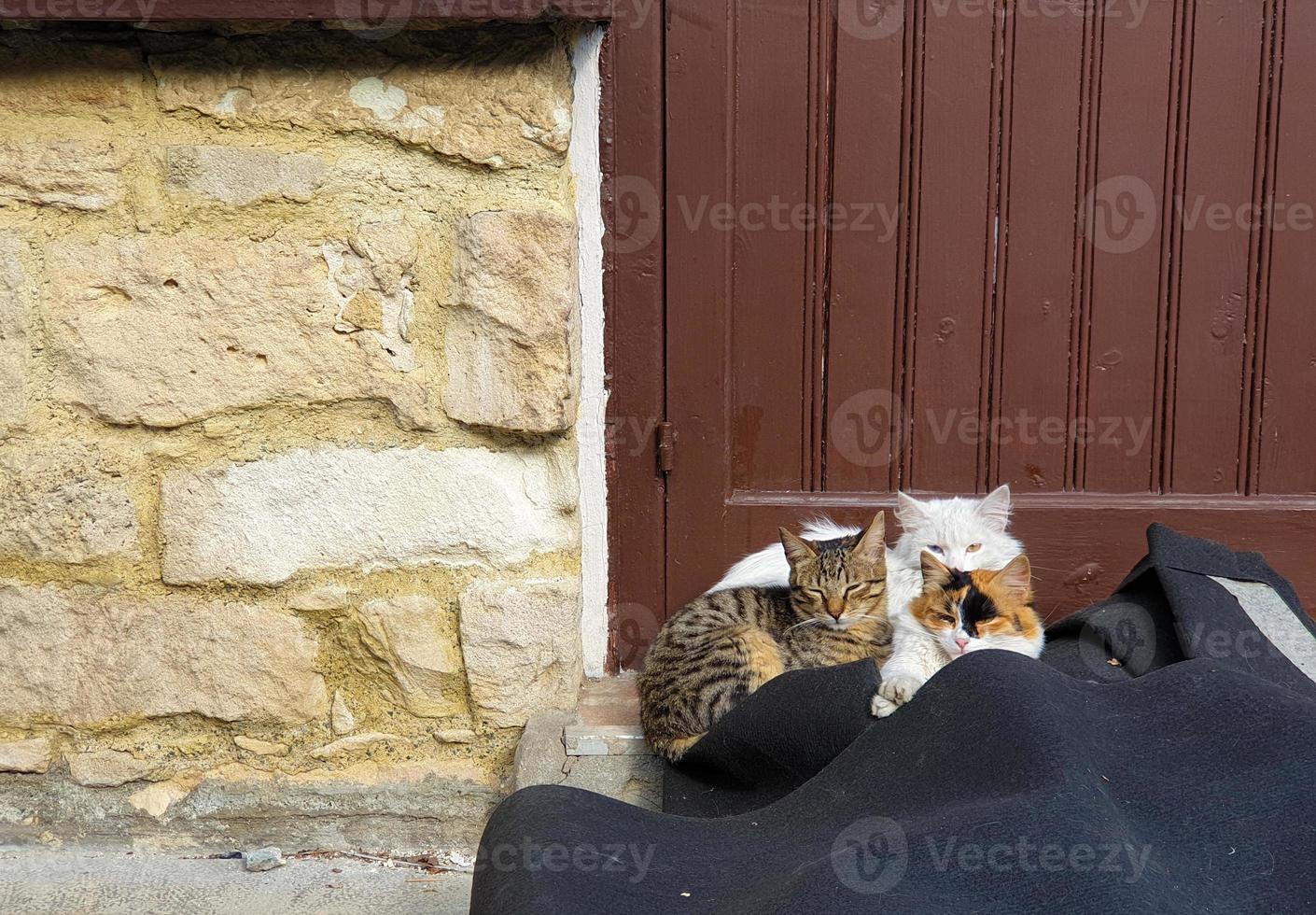 tre söta katter sitter vid ingångsdörren till ett traditionellt hus foto