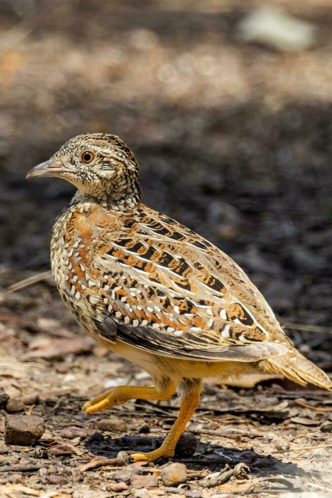 målad knappvaktel i Australien foto