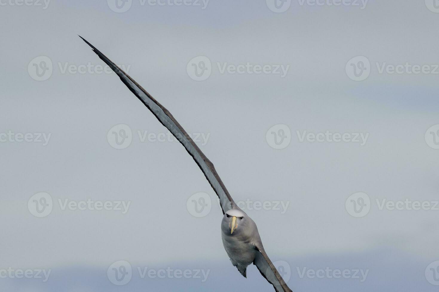 salvins mollymawk albatross foto