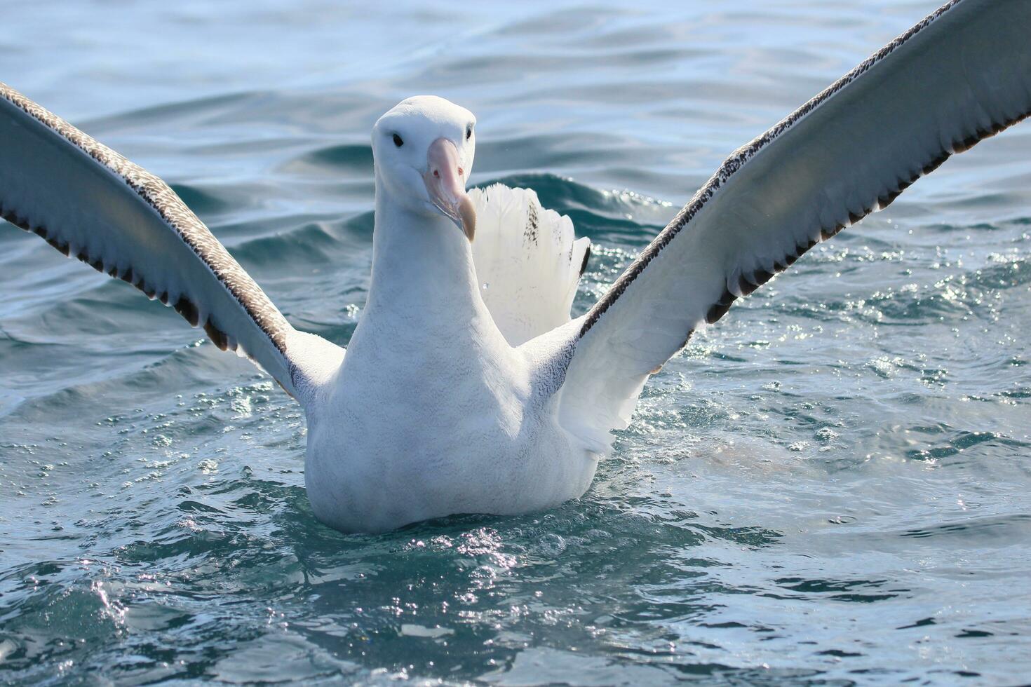 gibsons vandrande albatross i ny zealand foto