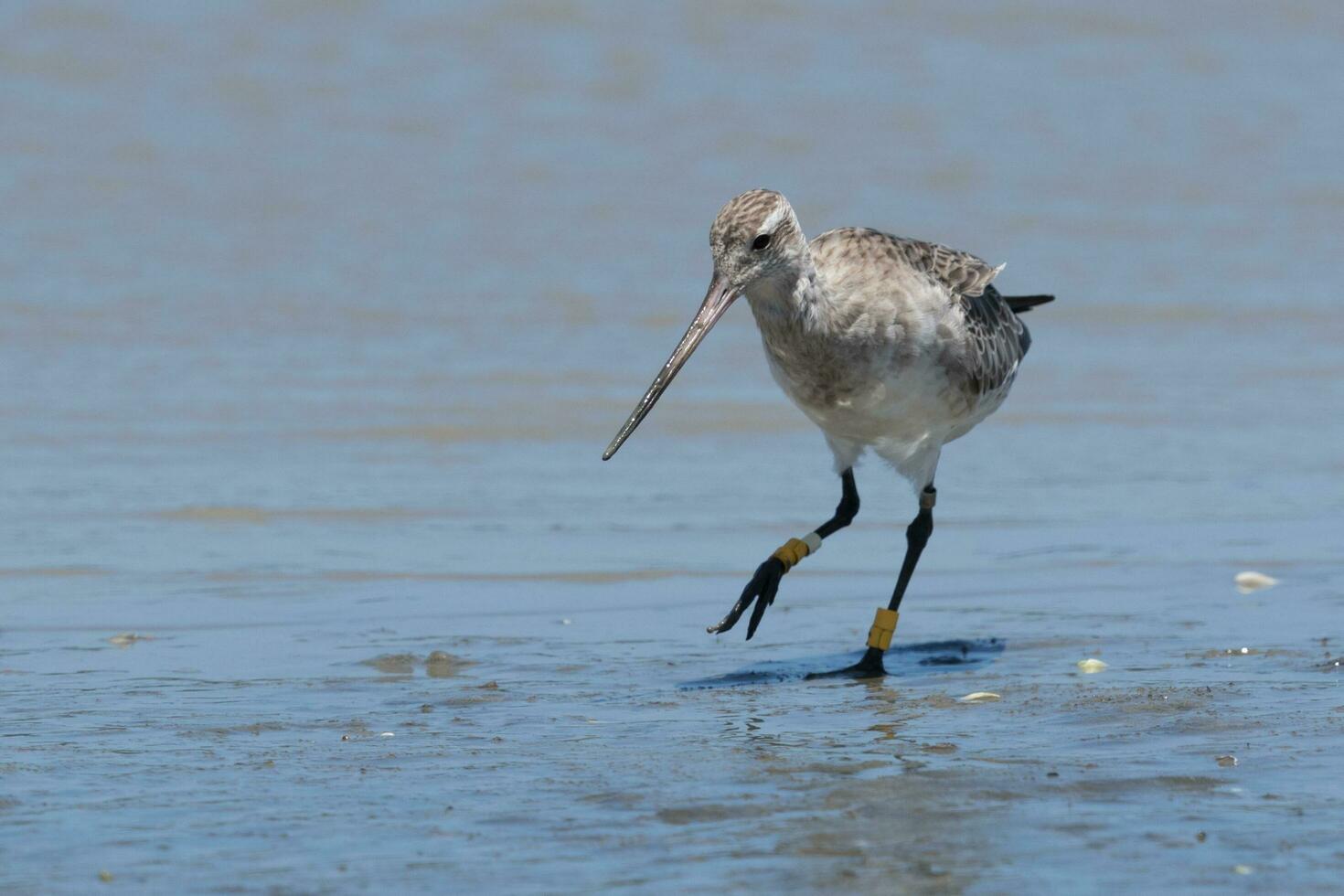 stångsvansad godwit i australasien foto