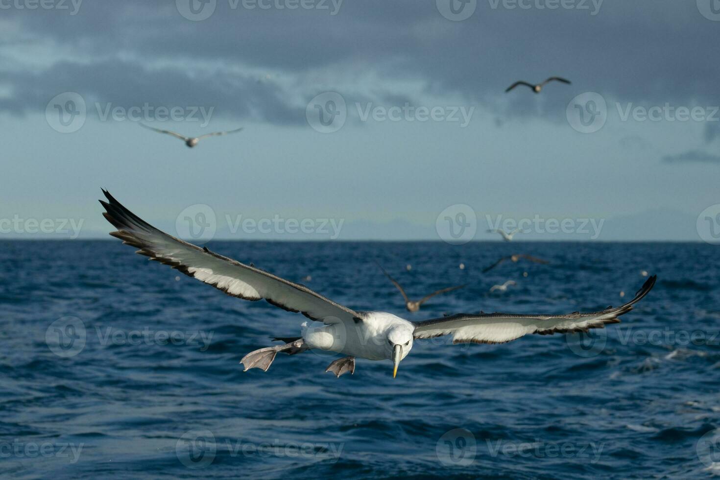 vitklädd mollymawk albatross foto