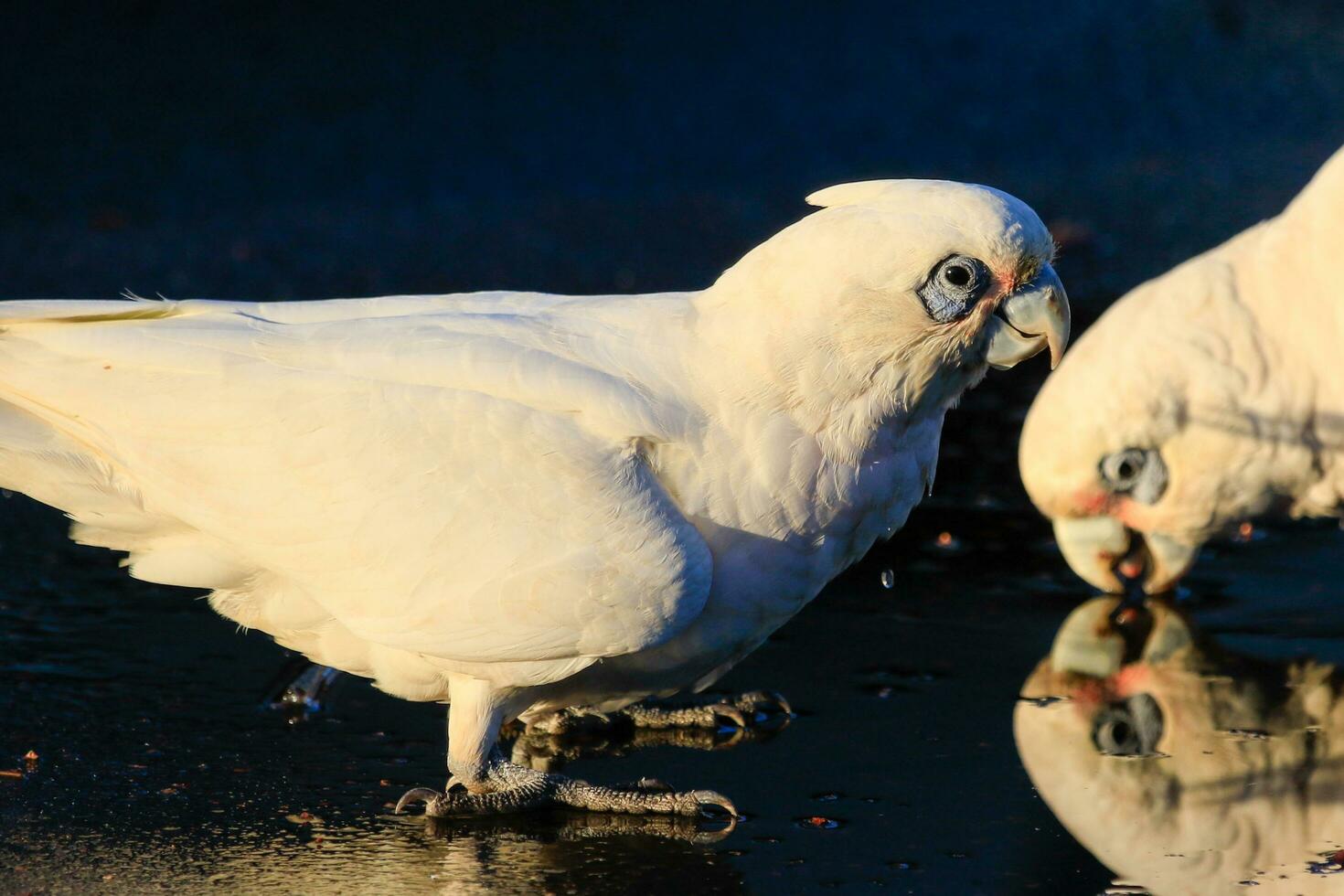 liten corella i Australien foto