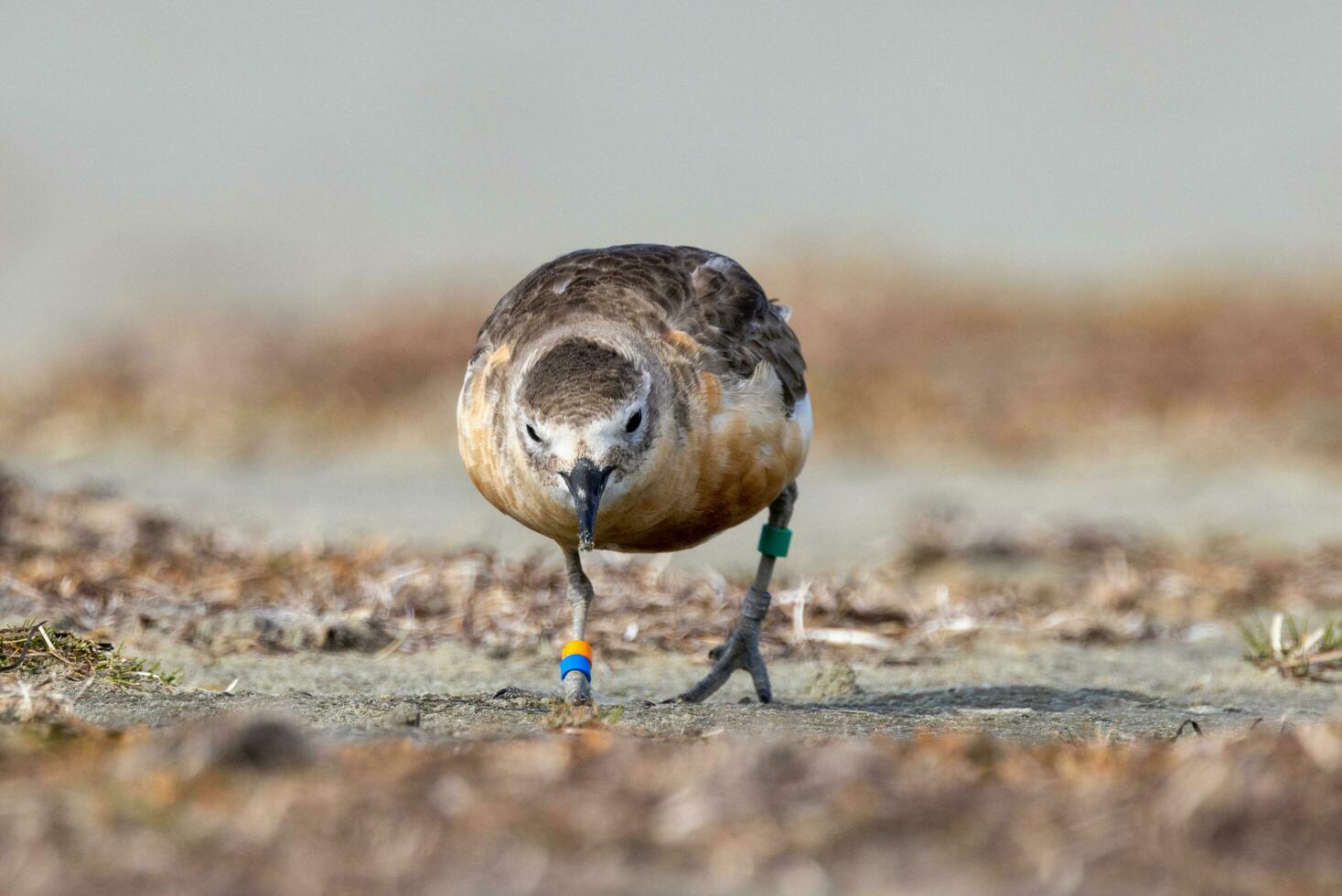 ny zealand dotterel foto