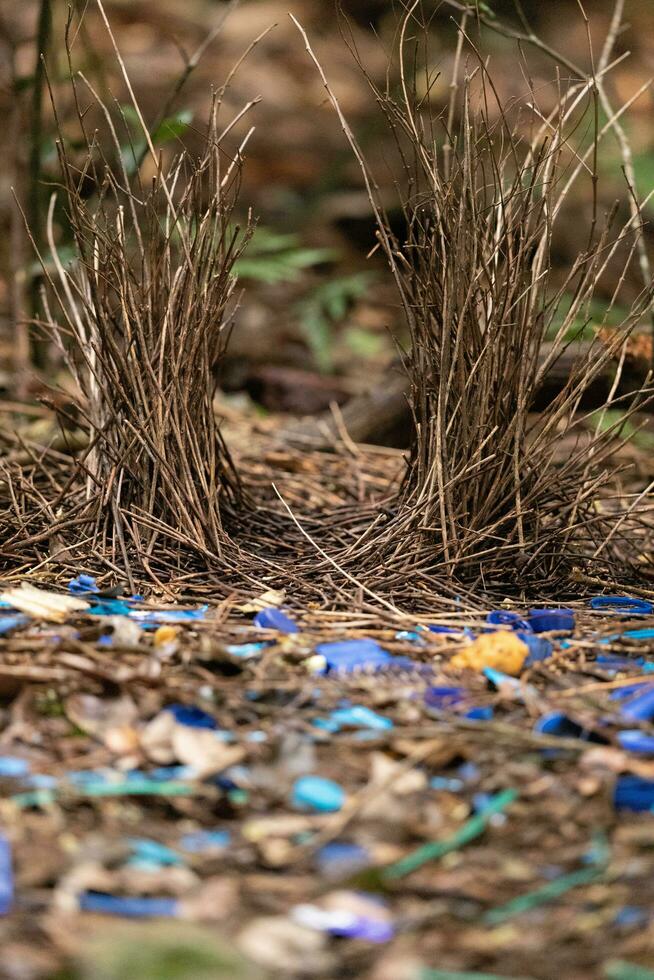 satin Bowerbird i Australien foto