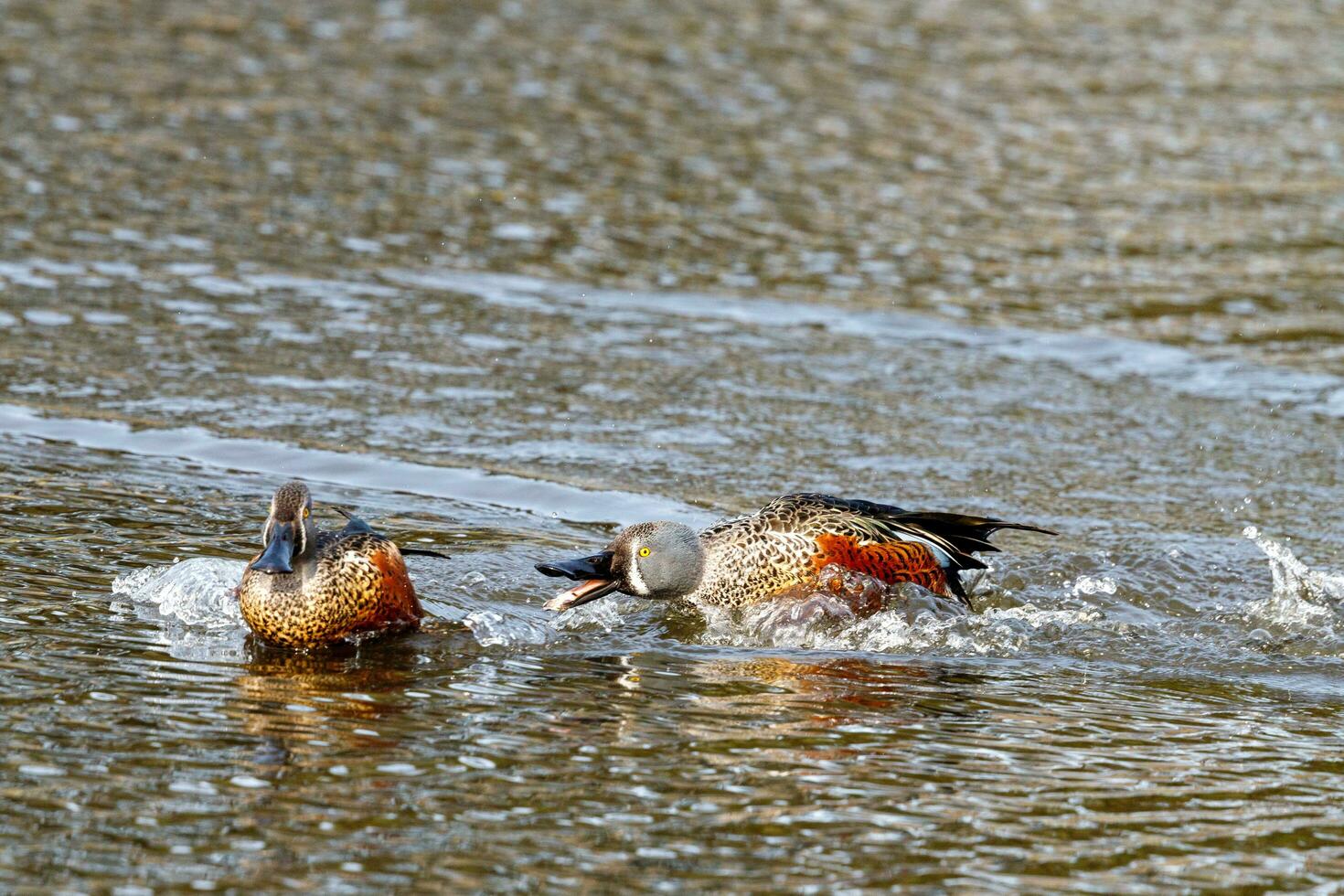 australiensisk shoveler Anka foto