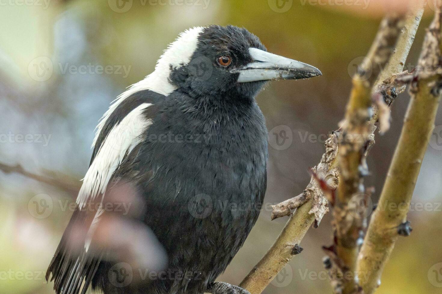 australiensisk skata i Australien foto