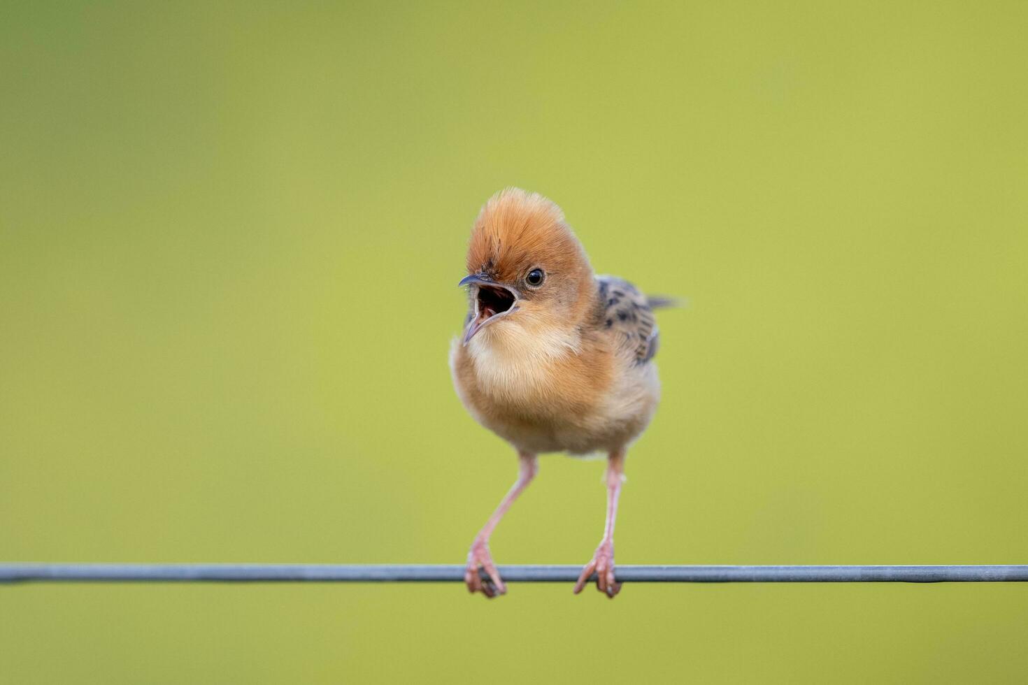 guldhårig cisticola i Australien foto