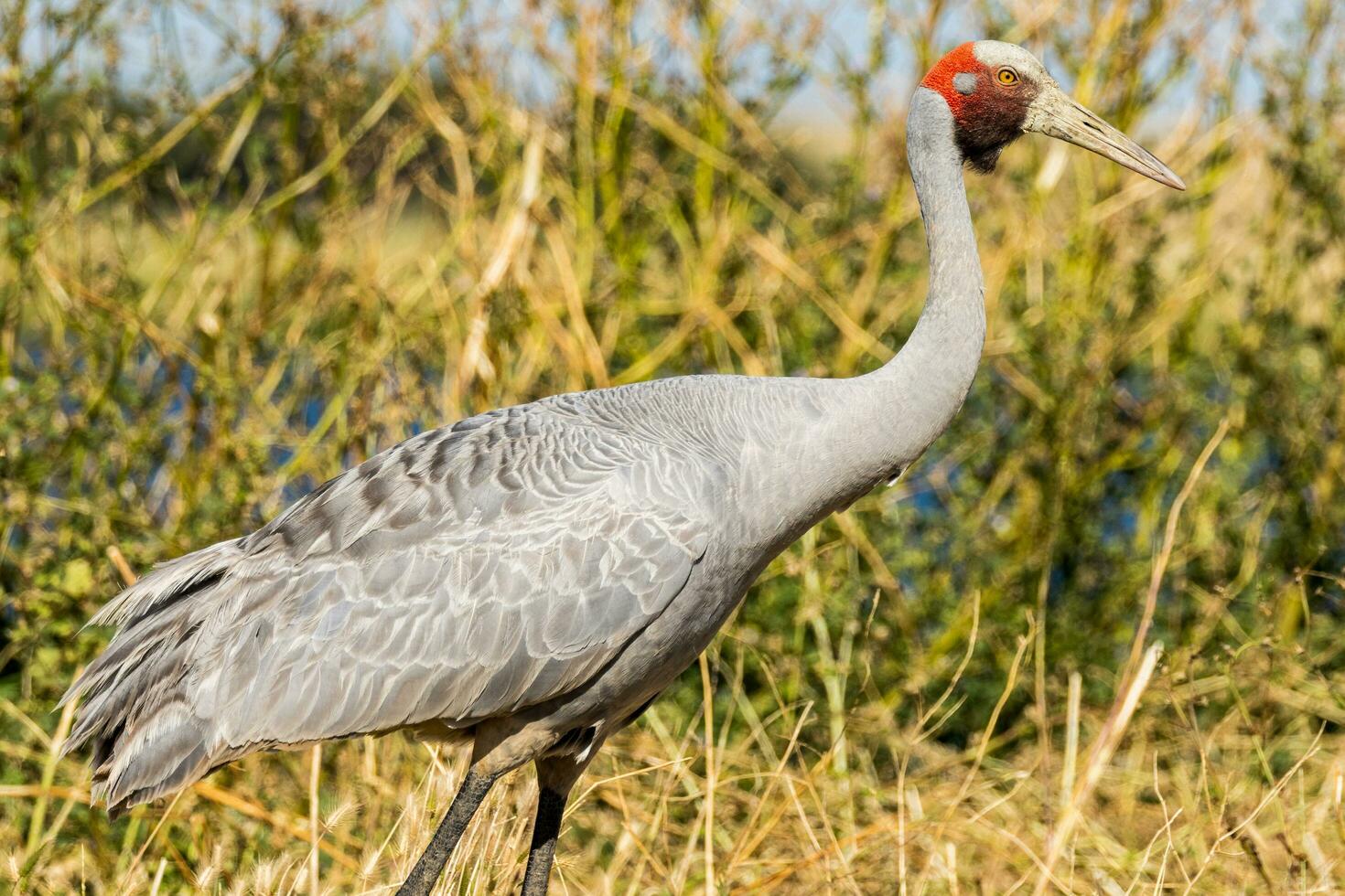 brolga kran i Australien foto