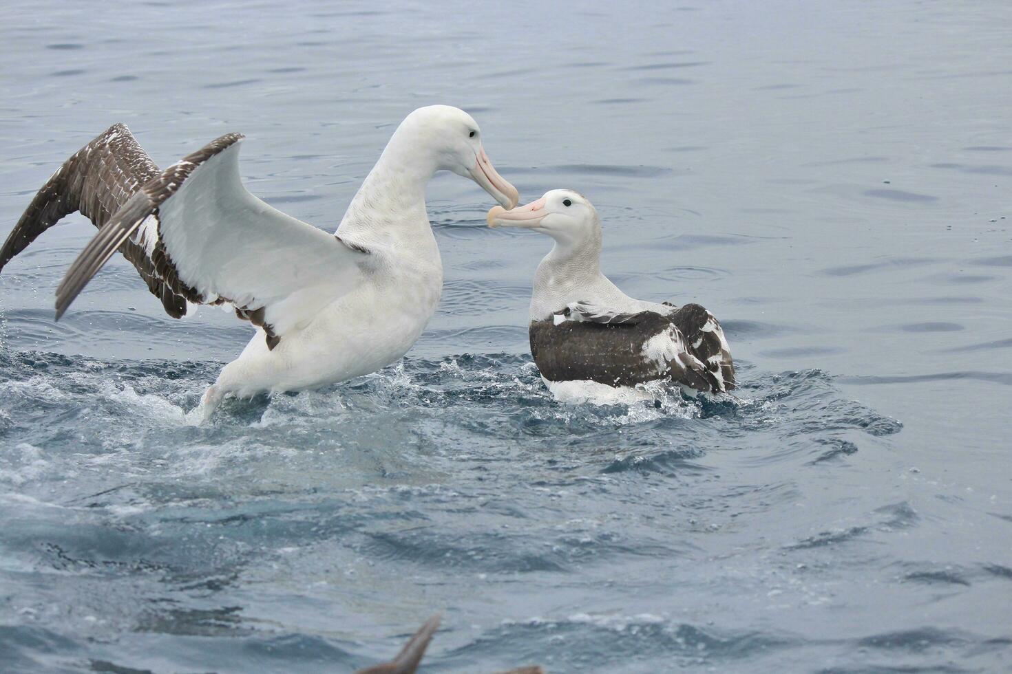 gibsons vandrande albatross i australasien foto