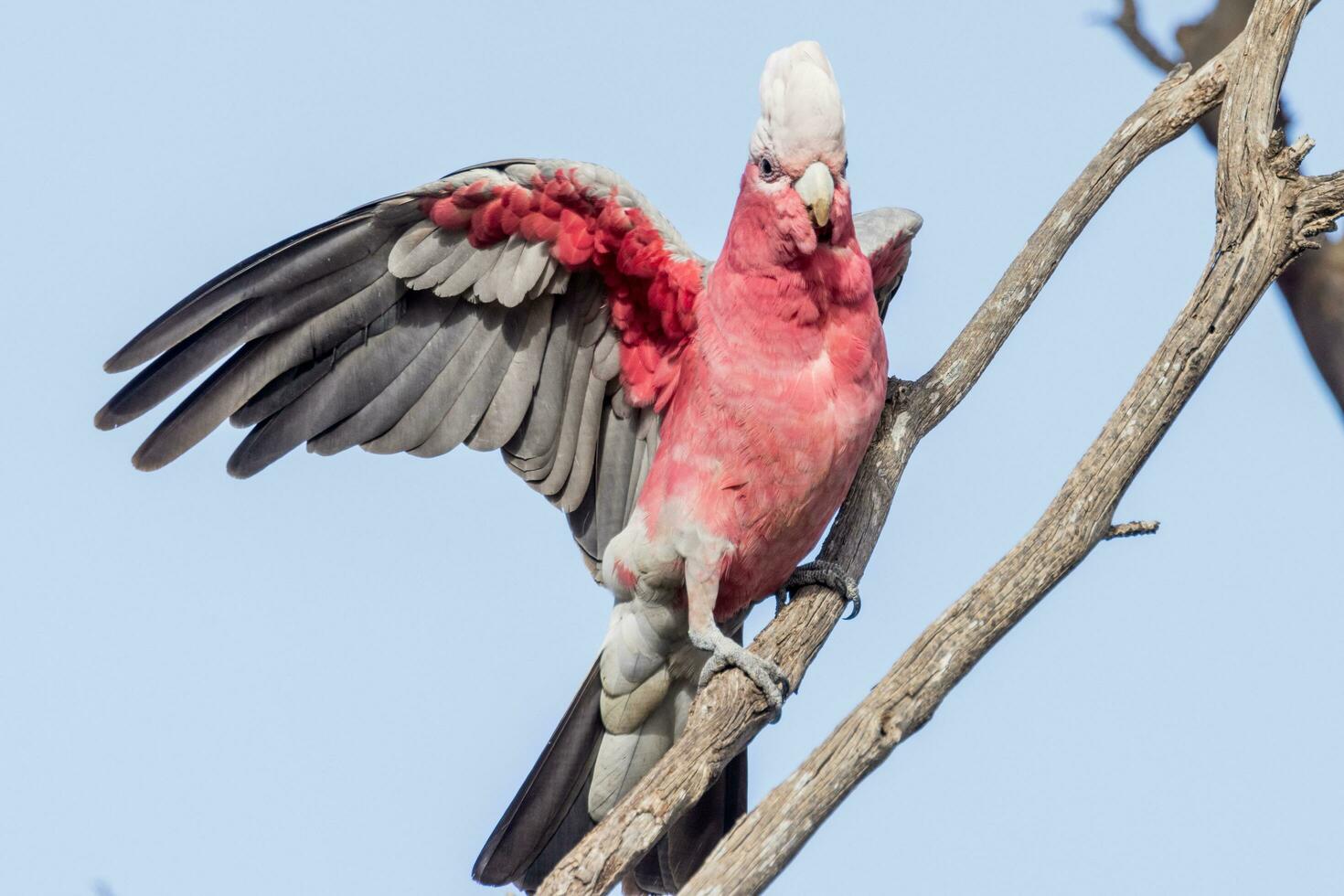 galah kakadua i Australien foto