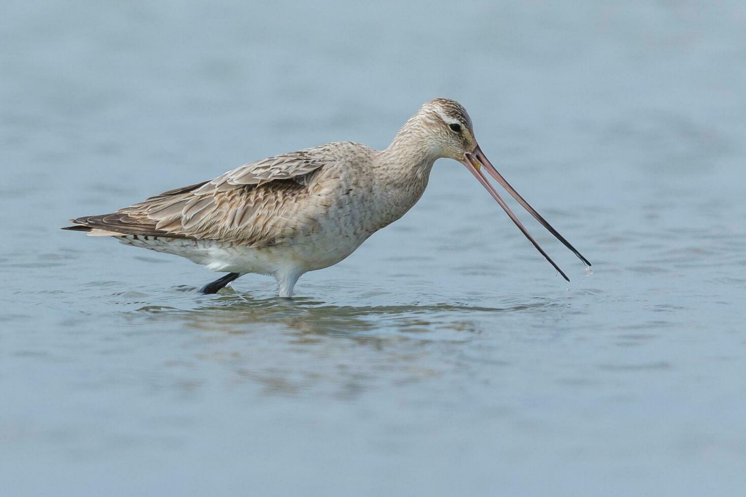 stångsvansad godwit i australasien foto