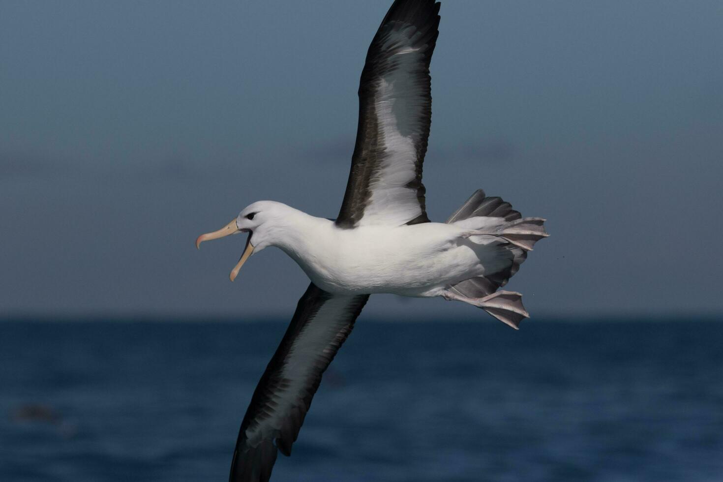 svartbrynad albatross i australasien foto