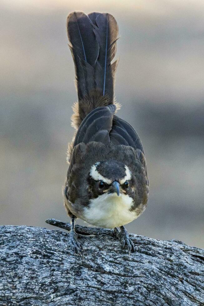 vitbrynad babbler i Australien foto