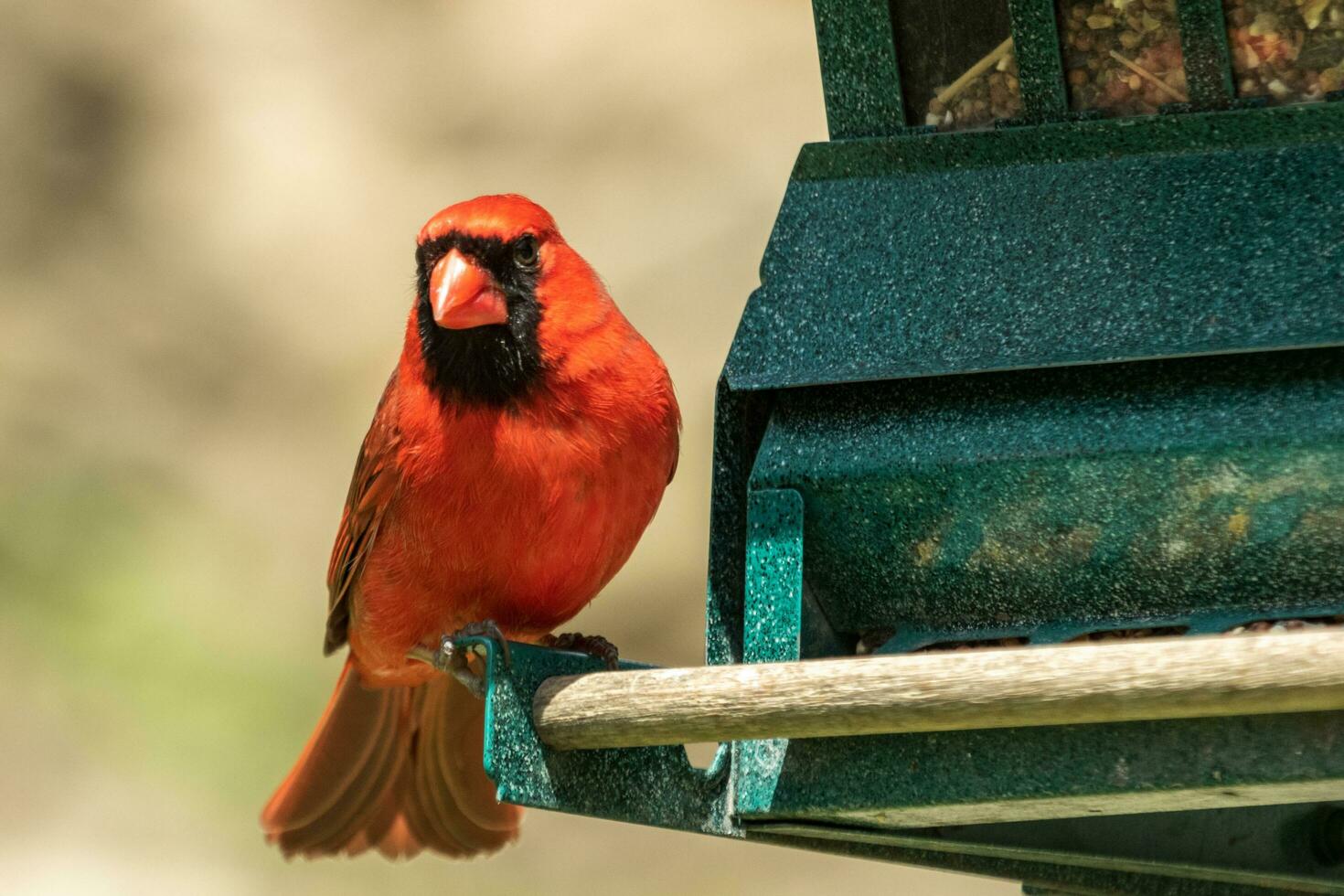 nordlig kardinal i USA foto
