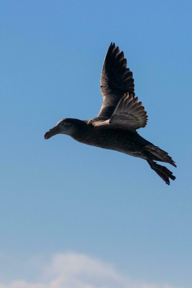 nordlig jätte petrel foto