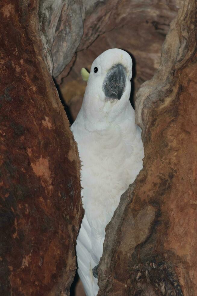 svavelkrig kakadua i Australien foto