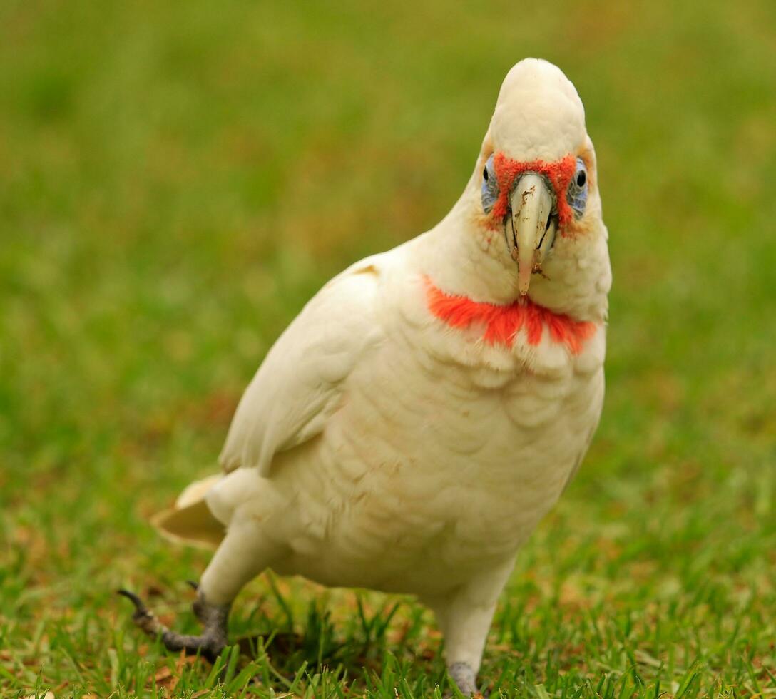 långfakturerad corella i Australien foto