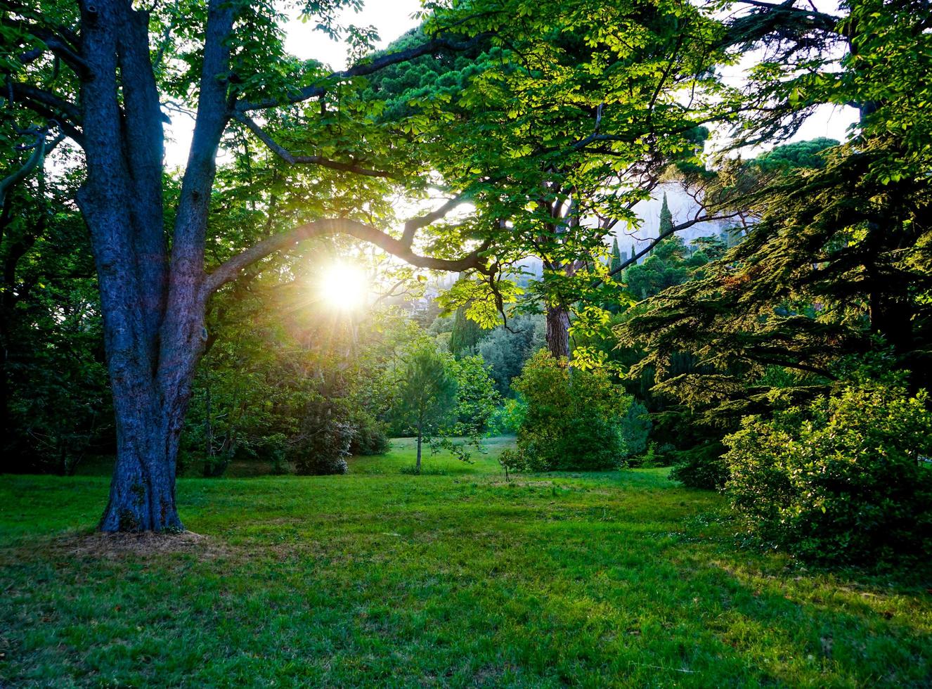 naturlandskap med träd i vorontsov park foto