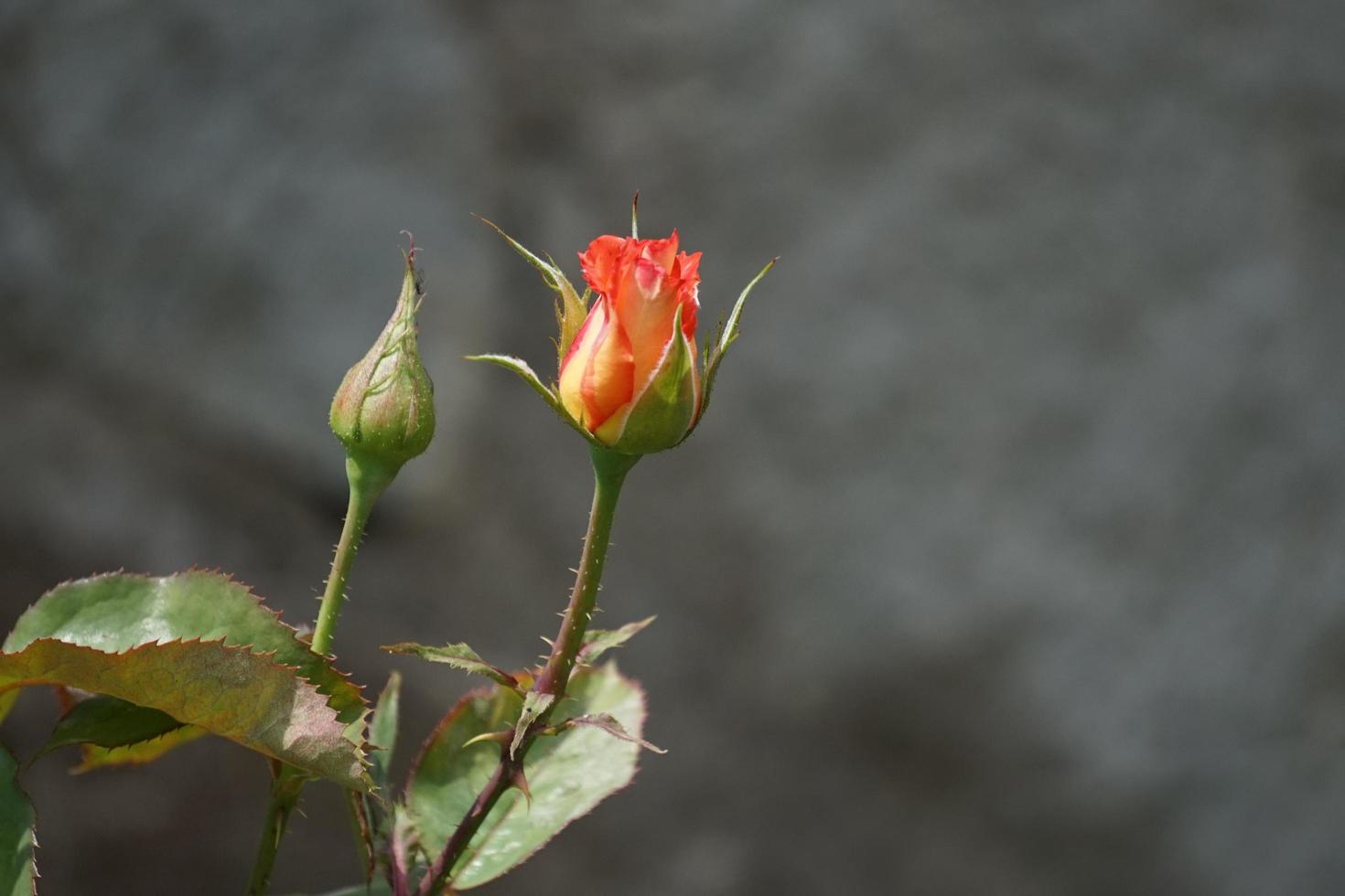 blomma frodig orange ros på en suddig grön bakgrund foto