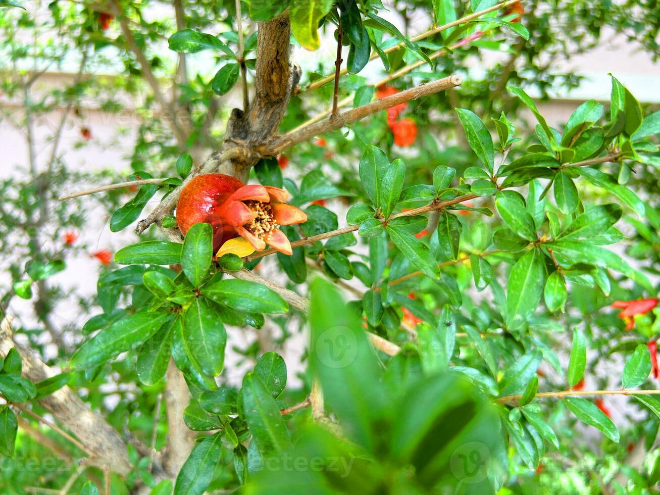 granatäpple träd med blommor, granatäpple bakgrund foto