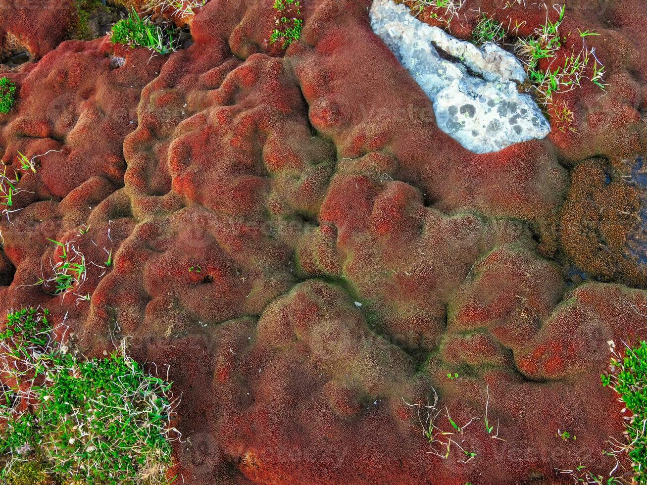 svamp, de porös textur av en naturlig parasit svamp. grön och röd svamp makro. röd berg svamp textur. foto