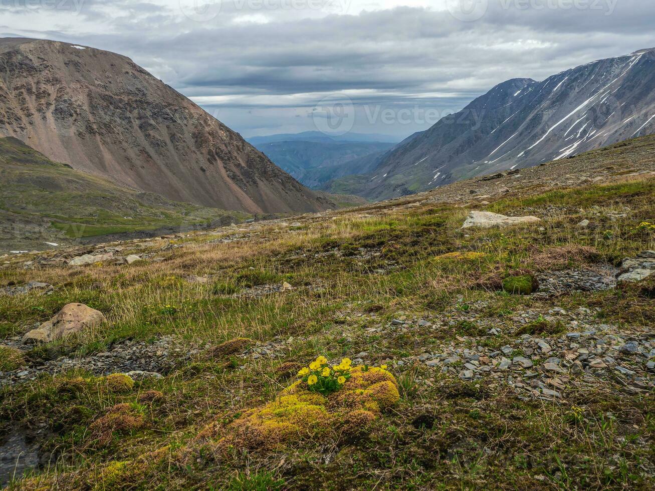 alpina höglandet. alpina grön sommar äng med blomning gul blommor. alpina höglandet. blomning äng av de höglandet. foto