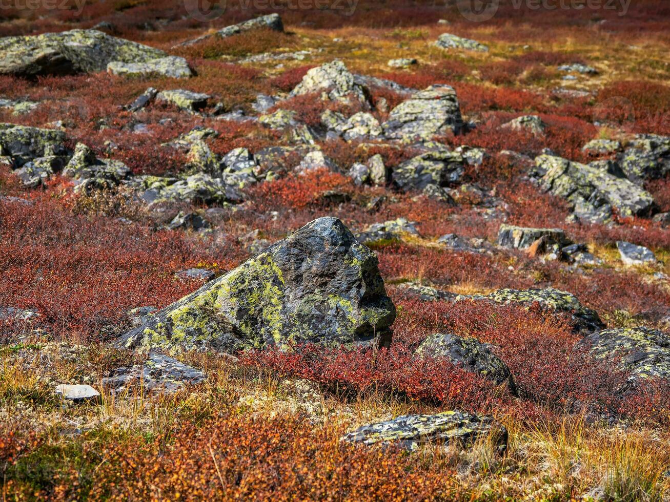 röd sten äng, mineraler spridd på de fält. minimalistisk naturskön höst landskap med mossiga stenar i gyllene solljus i berg. höst minimalism i berg. foto