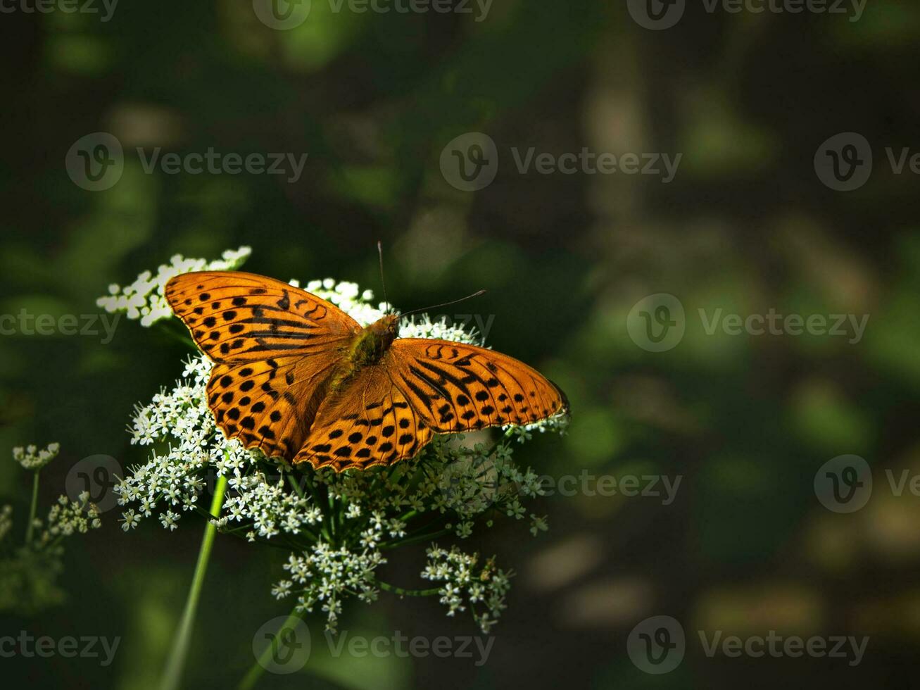 en ljus orange stor mor av pärla fjäril Sammanträde på en vit blomma mot suddig grön gräs. stänga upp foto