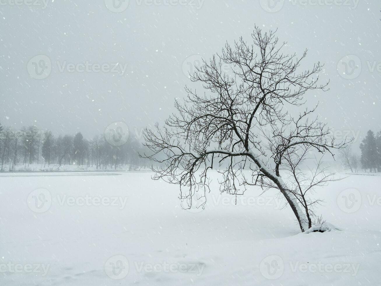 häftig snöstorm i de vinter- parkera. träd under snö omslag. krokig träd i de vinter. minimalistisk vinter- landskap. kopia Plats. foto