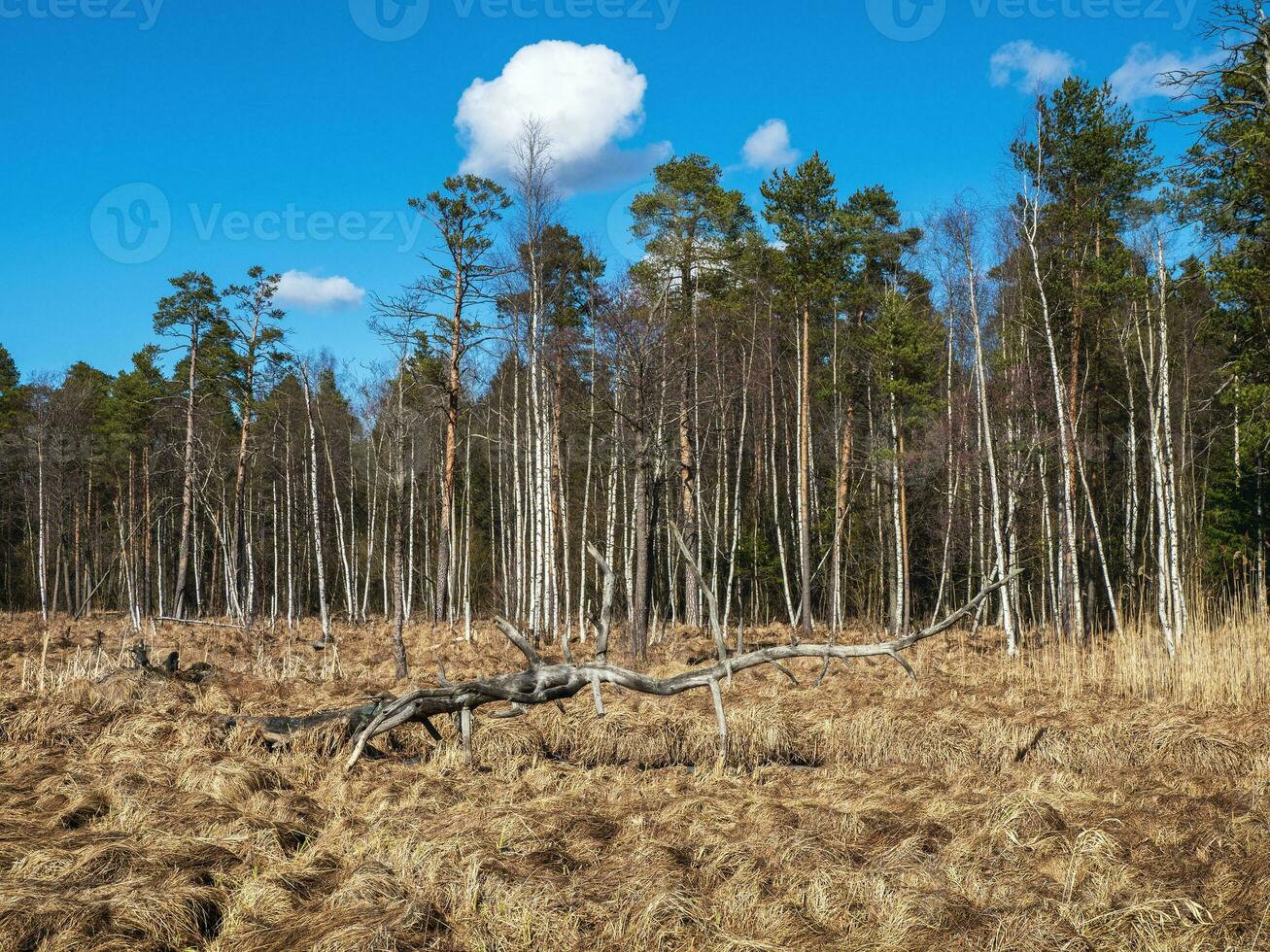 vår landskap med en stor krux på en översvämmad träsk. foto