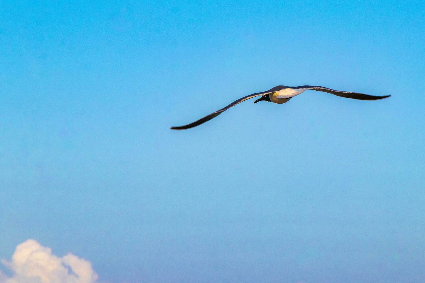 flygande fiskmås fågel med blå himmel bakgrund moln i Mexiko. foto