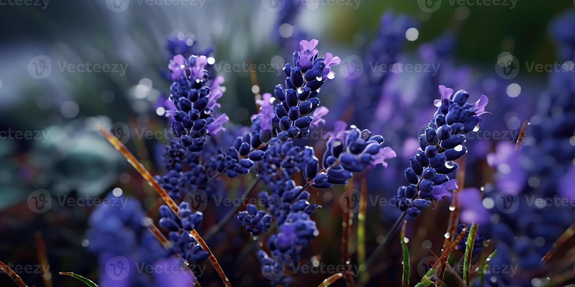 ai genererad. ai generativ. lavendel- växt blomma makro skott Foto illustration. grafisk konst