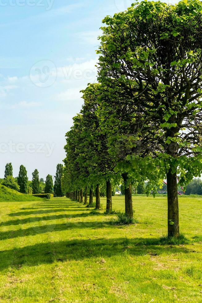 landskap med äng och rad av beskuren träd foto