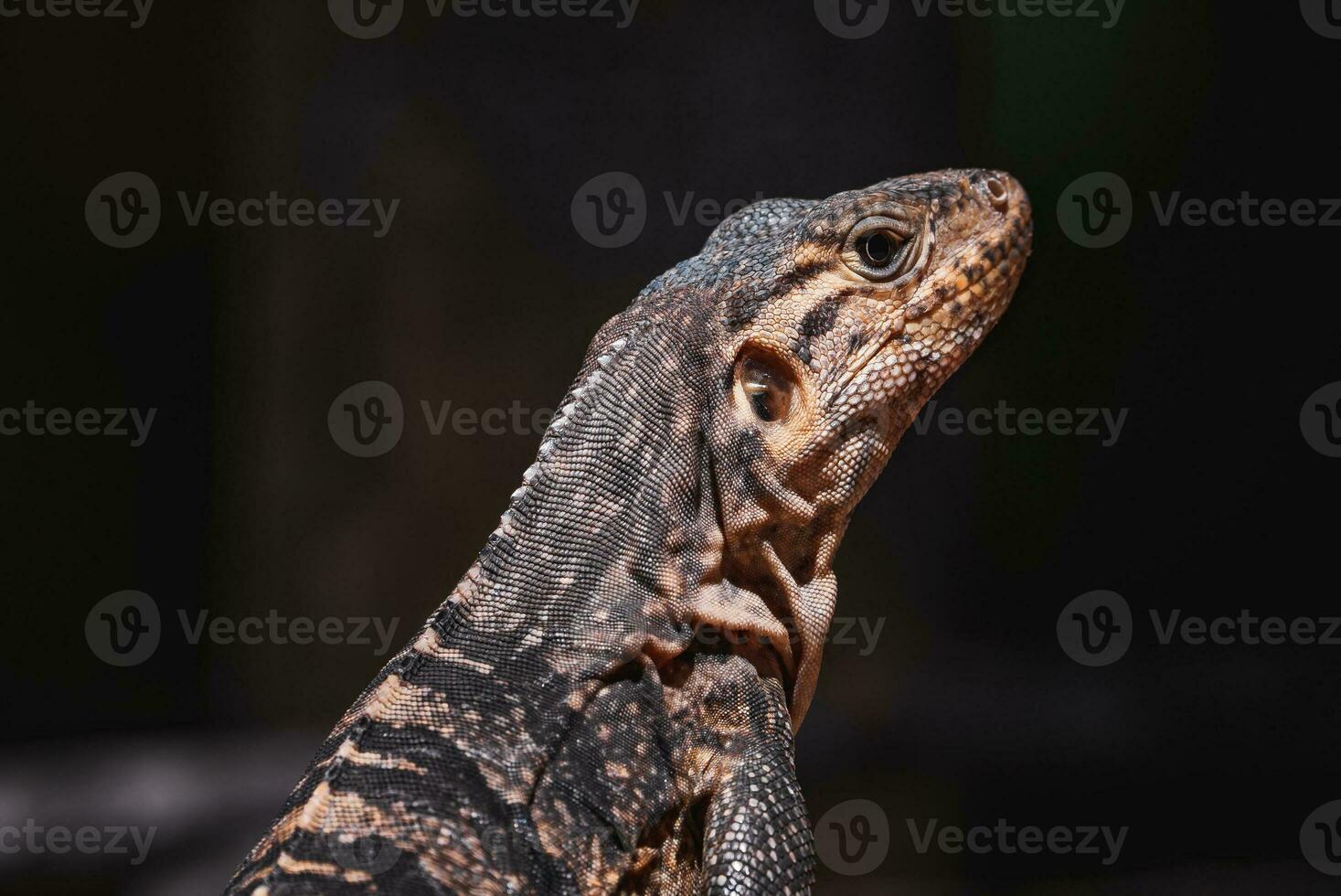 porträtt av ett leguan i profil. exotisk leguan. leguan porträtt foto