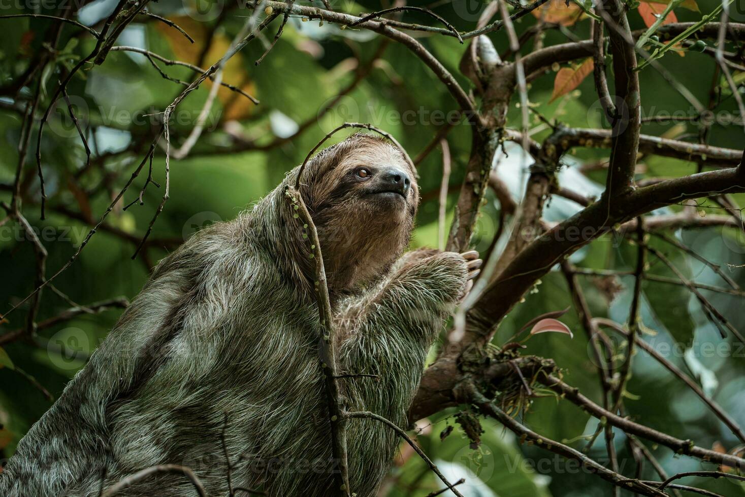 söt lättja hängande på träd gren. perfekt porträtt av vild djur- i de regnskog av costa rica. foto