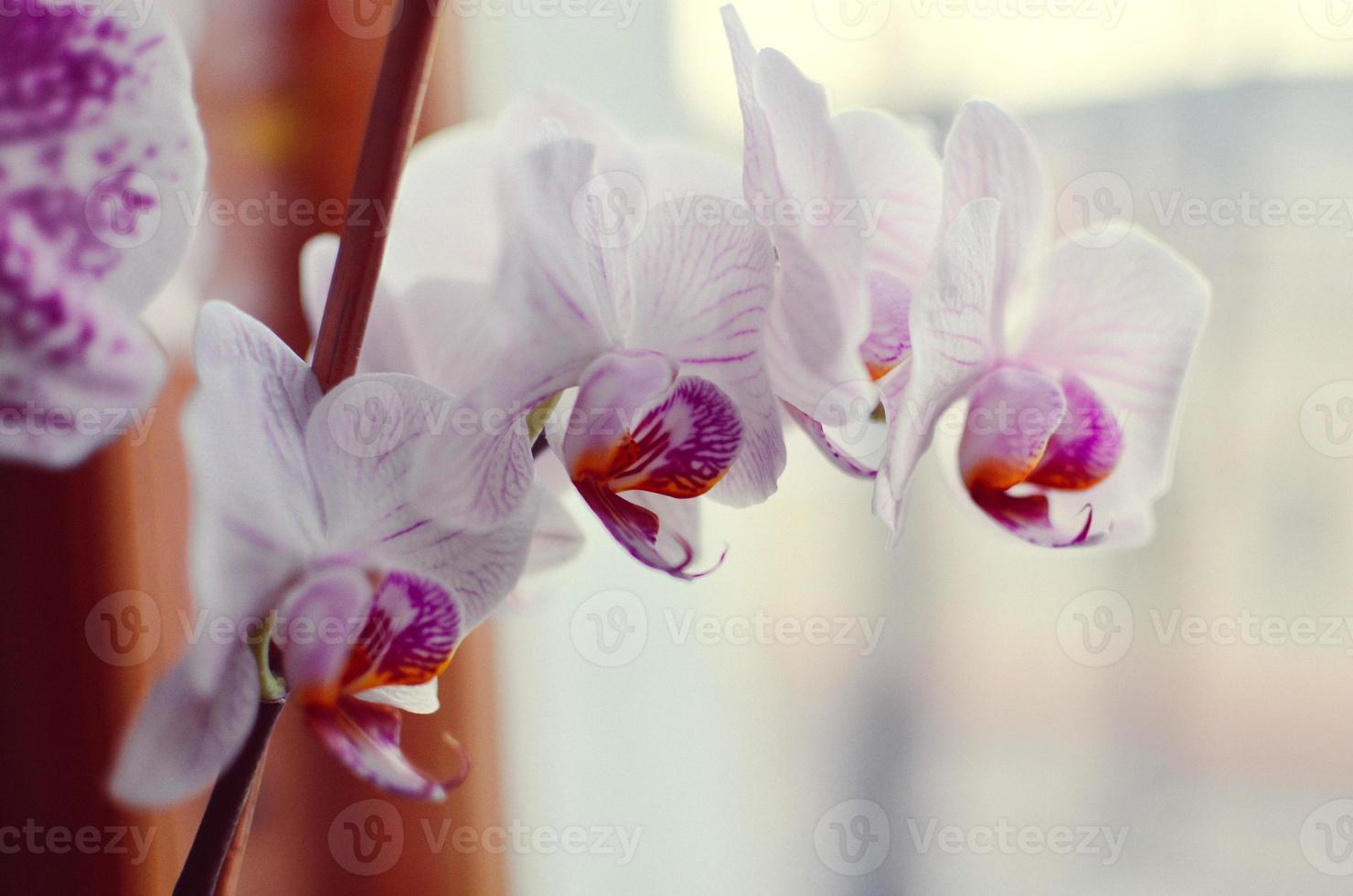 blommande lila och vita orkidéer blommar phalaenopsis foto