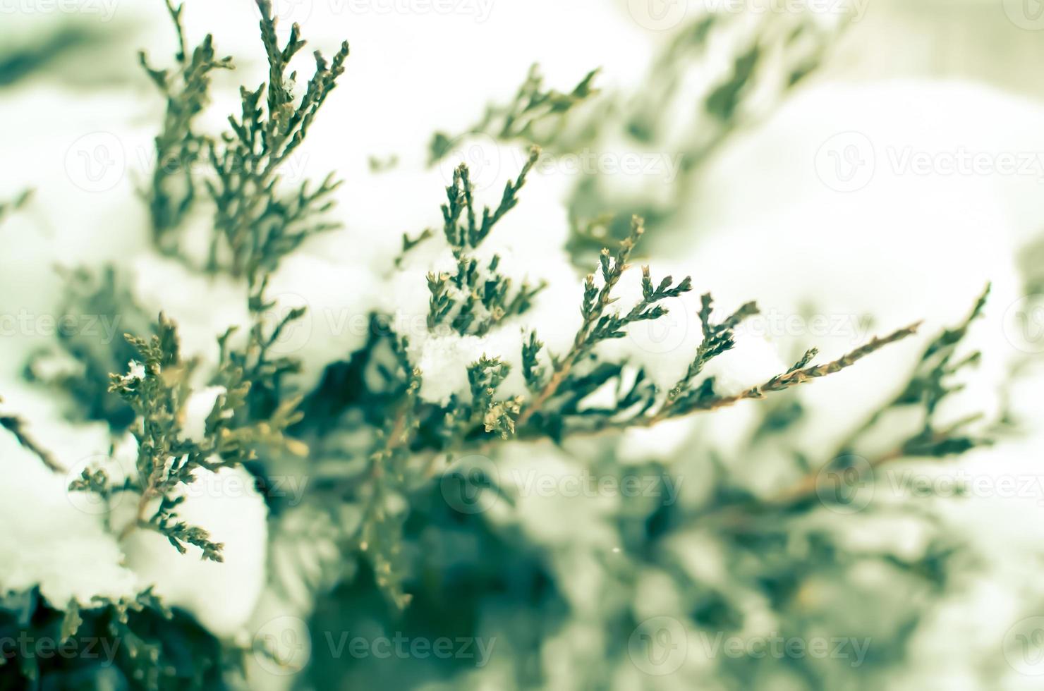 thuja buskar täckt snö foto