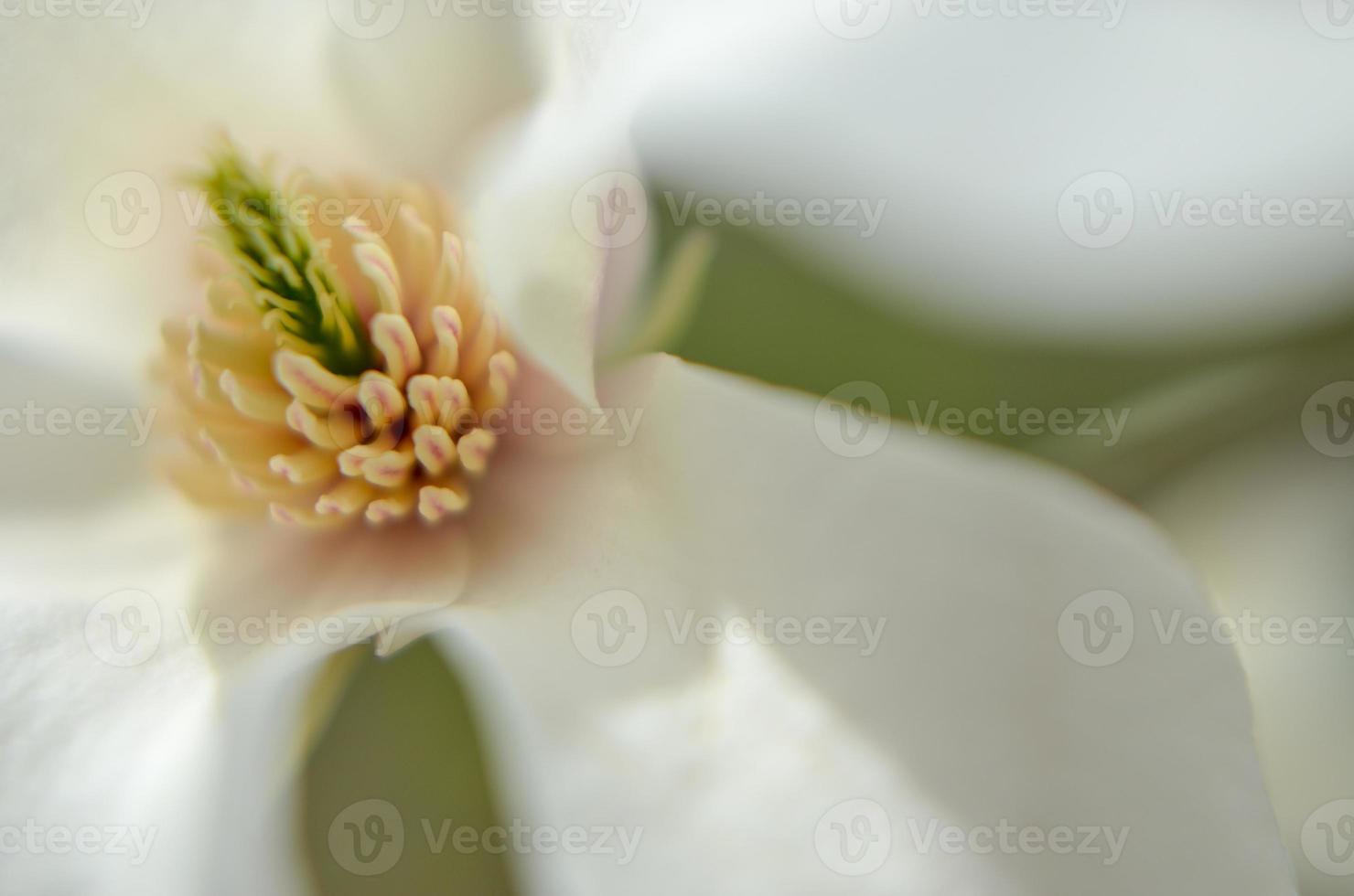 blomma av vit magnolia på nära håll foto