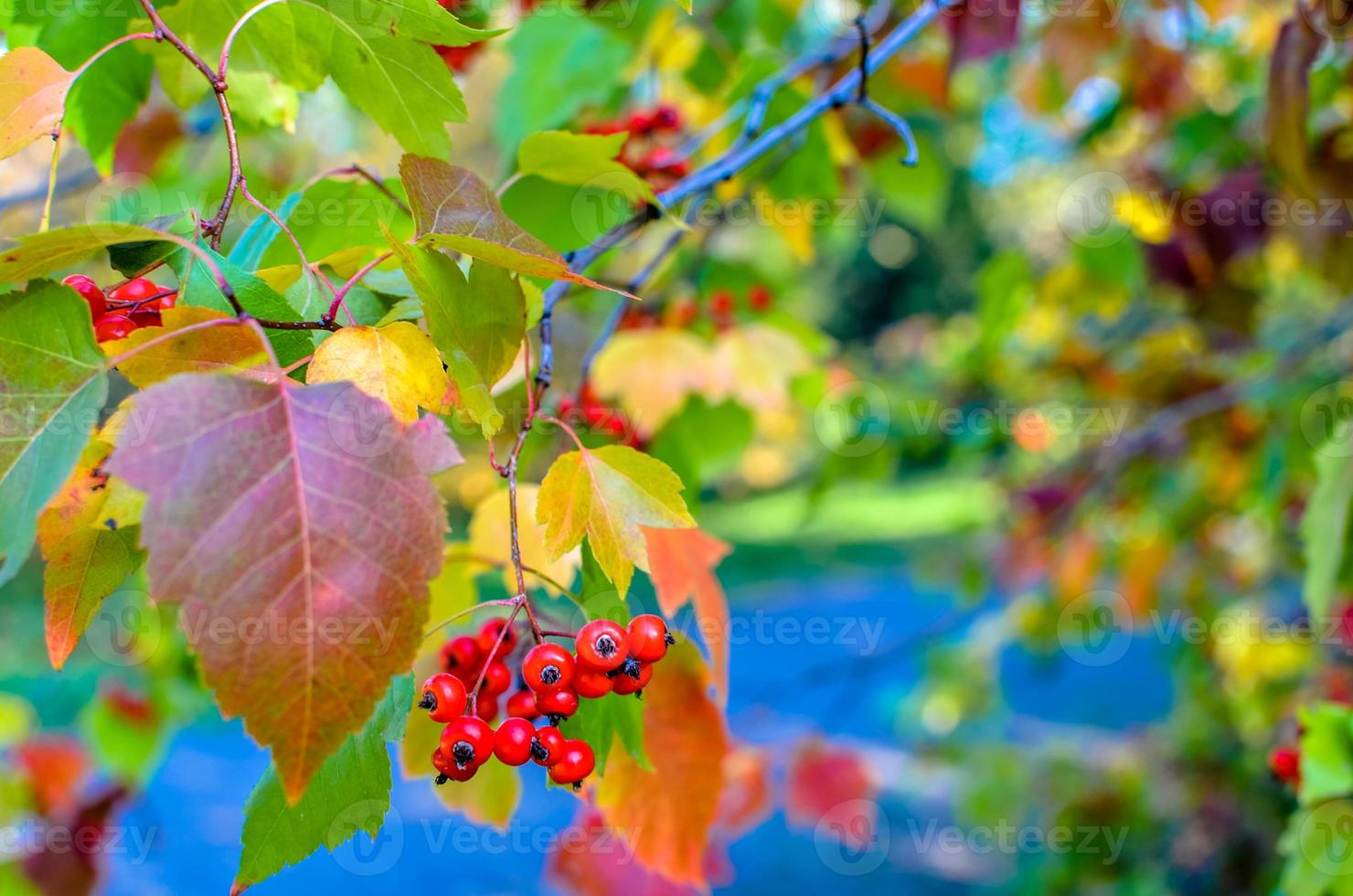 röda bär och blad av hagtorn på trädets naturliga bakgrund foto
