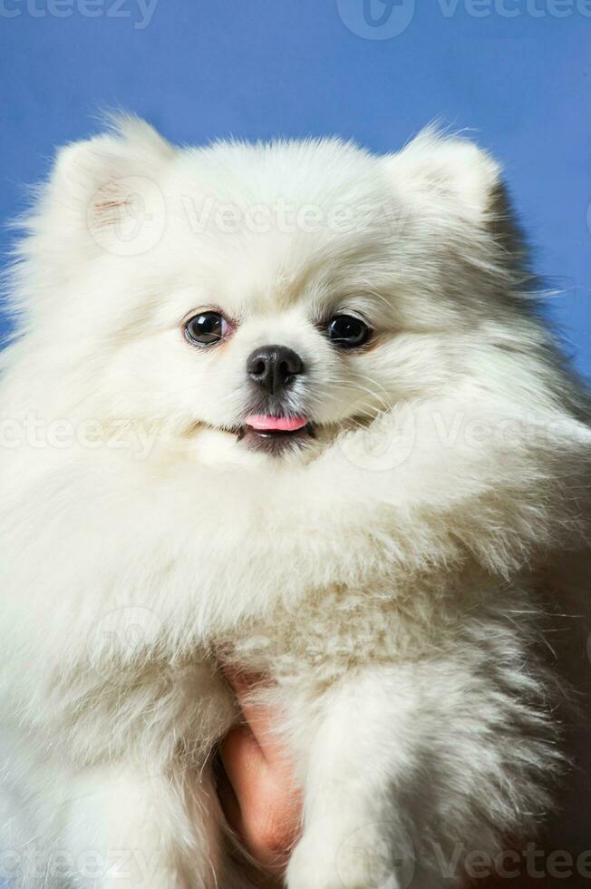 Lycklig vit pomeranian spets hund poser i studio foto