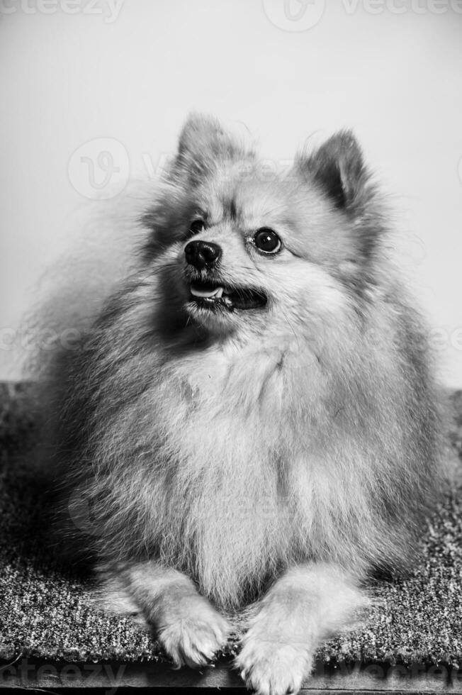 förtjusande pomeranian hund porträtt.stodio bakgrund. foto